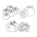 Tomato. Large round tomato. Set of vegetables. Simple freehand drawing.